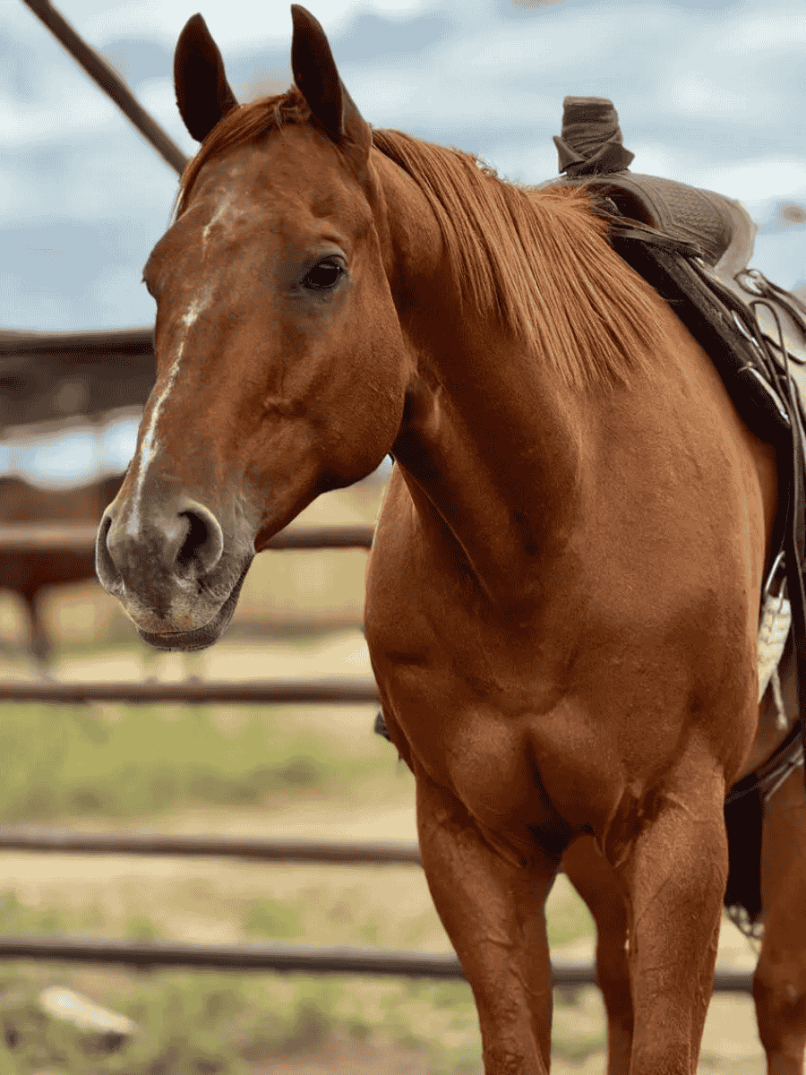 Beautiful horse portrait